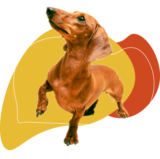 Perro lamiendose la nariz